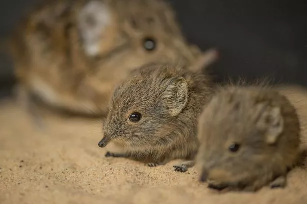Meet your new favourite Chester Zoo animals – Newborn tiny sengi twins